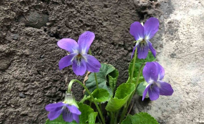 Baharın müjdecisi mavi menekşeler bahçeleri süslemeye başladı
