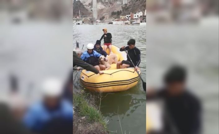 Baraj sularının her yeri kapladığı ilçede mahsur kalan sokak hayvanları bot yardımıyla kurtarıldı