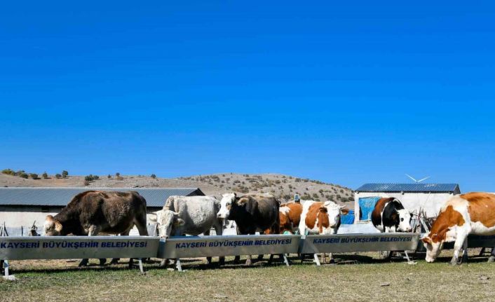 Başkan Büyükkılıç’tan 4 yılda 226 milyon TL’lik ‘tarım ve hayvancılık’ atılımı