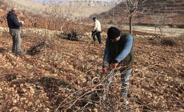 Batman’da bağ budama zamanı başladı