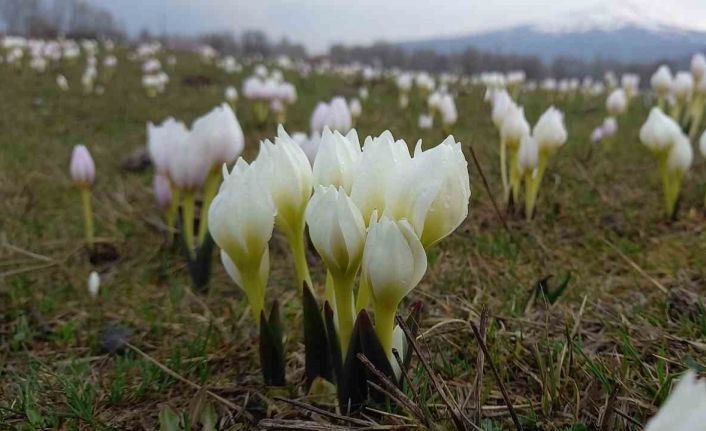 Bitlis’te baharın müjdecisi kardelenler açtı
