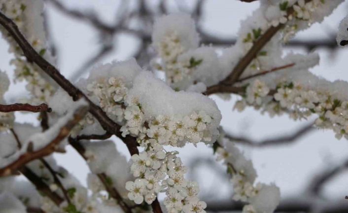 Çiçek açan meyve ağaçları kar altında görüntülendi