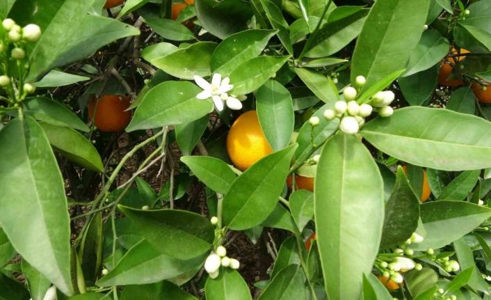 Çiçekler açtı tüm bölgeyi aynı koku sardı: “Adeta parfüm sıkılmış gibi”