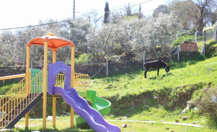Çocukların yokluğunda parklar eşeklere kaldı