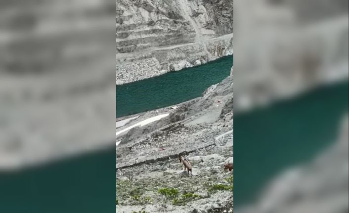 Çoruh havzasında yaban keçileri yer çekimine meydan okuyor