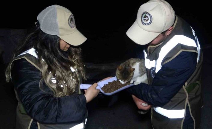 Deprem bölgesinden gelen ekipler, ayaklarının tozuyla sokak canlıları için sahaya indi