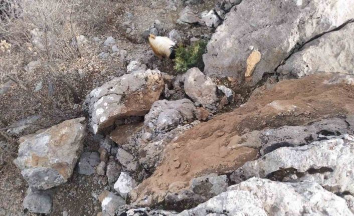 Deprem sonrası dağdan kopan dev kaya parçaları tehlike saçıyor