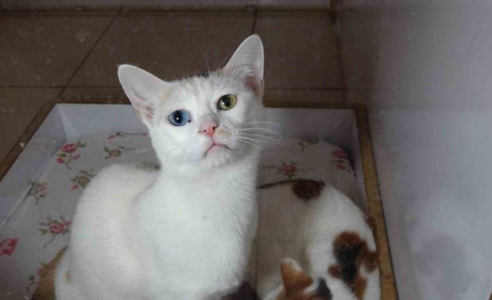 Depremzede kediler villada misafir ediliyor