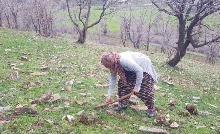 Derecik’te kenger bitkisini toplama sezonu başladı