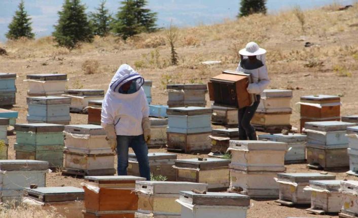 Elazığ Arı Yetiştiricileri Birliği Başkanı Canbay: “Yağışların ileride arıcılar üzerinde olumlu yansıması olacaktır”