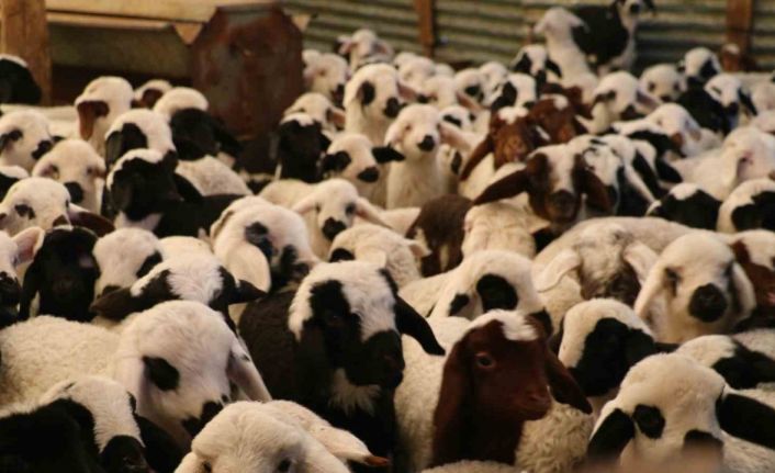 Elazığ’da 98 bin sığır aşılandı