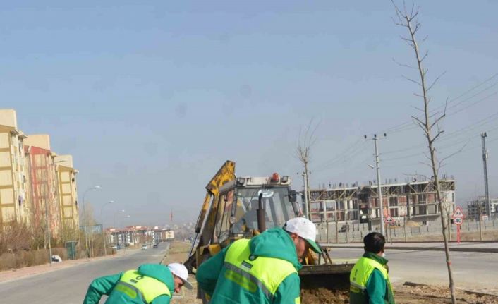 Ereğli’de park ve bahçelere gül dikimi