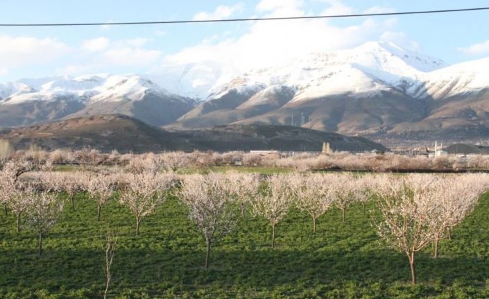 Erzincan’da çiçek açan kayısı ağaçları donma tehlikesi altında