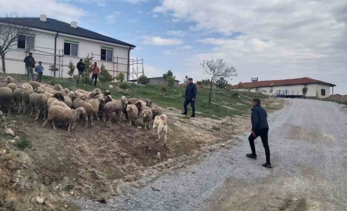 Eskişehir’de 33 küçükbaş hayvan dron desteğiyle bulundu