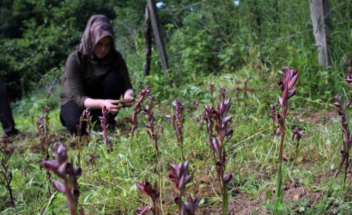 Giresun’da fındığa ek gelir maviyemiş ve salep üretimine hibe desteği