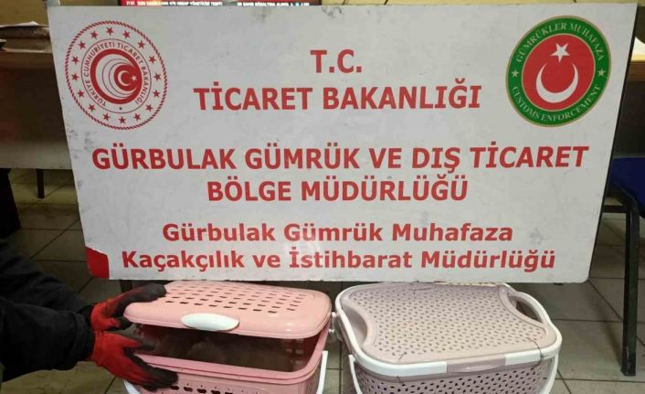 Gürbulak Gümrük Kapısı’nda 11 adet yavru maymun ele geçirildi