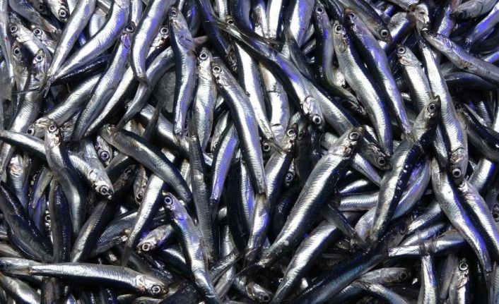 Hamsi ihracatında düşüş