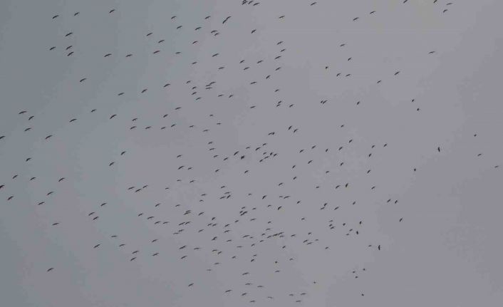 İstanbul’a gelen leylek sürüsü Taksim Meydanı semalarında görsel şölen oluşturdu