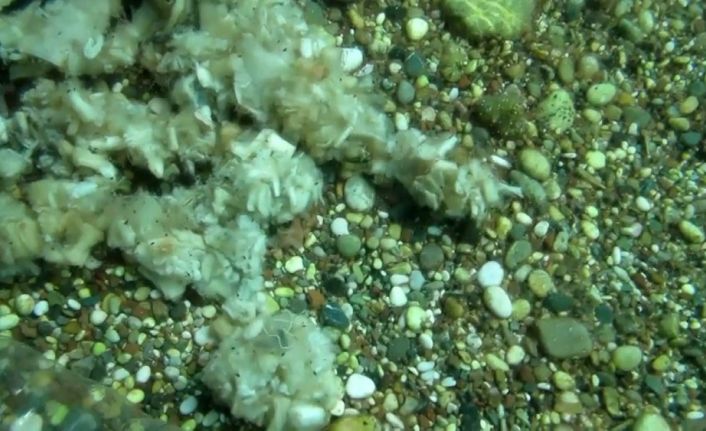 Konyaaltı’nda denizin dibinde yakışmayan görüntüler