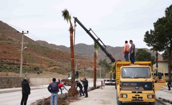 Marmaris’te palmiyeler toprakla buluştu