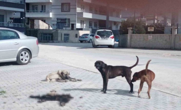 Mersin Mut’ta hayvan iç organları ve derilerini çöpe atanlar tepki çekti