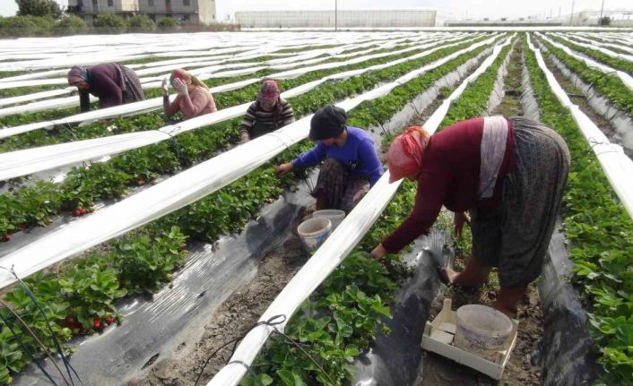Mersin’de açıkta çilek hasadı başladı: 80 bin ton ürün bekleniyor