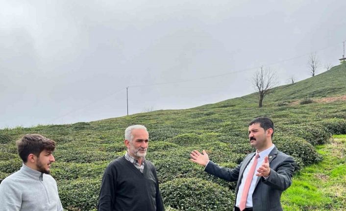 Of Ziraat Odası Başkanı Saral: "2022 yılı yaş çay destekleme parasının tam ödenmesini istiyoruz"