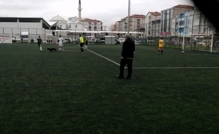 Sahaya giren davetsiz misafir ilginç görüntülere sahne oldu