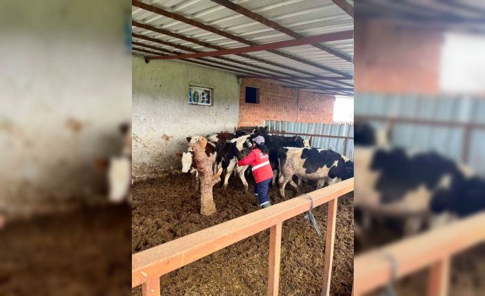 Şap hastalığına karşı alınan önlemler devam ediyor