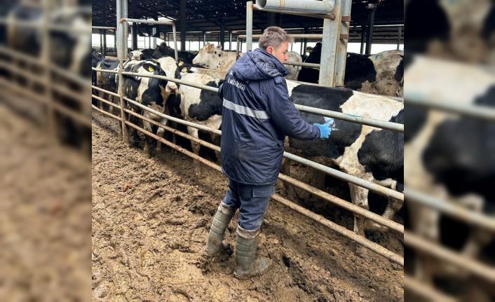 Şap hastalığına karşı aşılama atağı sürüyor