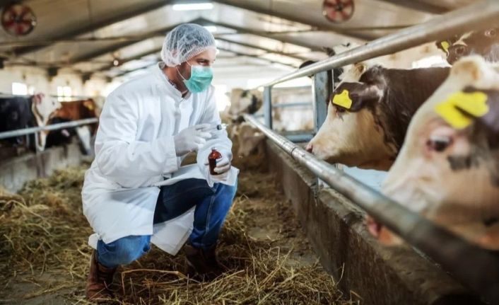 Şap virüsünü inaktif etmek mümkün:En az 70 santigrat ve 30 dakika