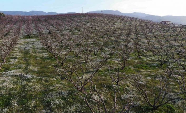 Şeftali bahçelerindeki rengarenk görüntüler görsel şölen oluşturuyor