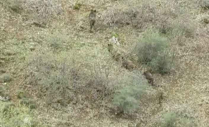 Siirt’te yemek arayan domuz sürüsü görüntülendi