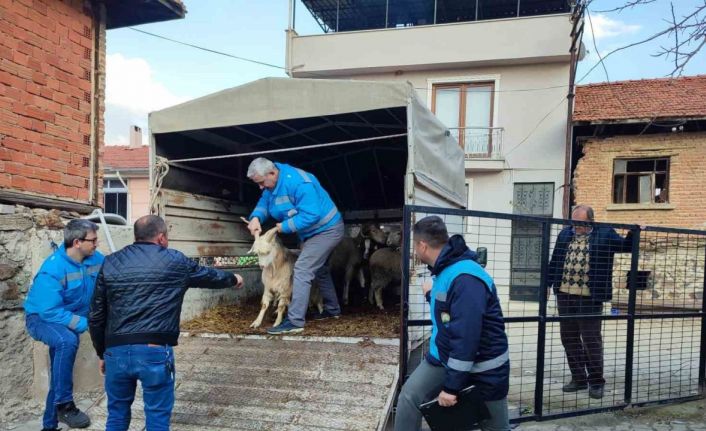 Simavlı çiftçiler, deprem bölgesine 73 küçükbaş ve 1 büyükbaş hayvan bağışı yaptı