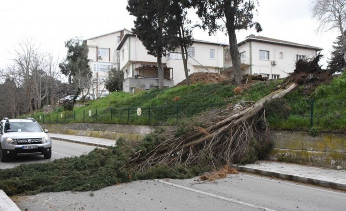 Sinop’ta fırtına ağaç yıktı