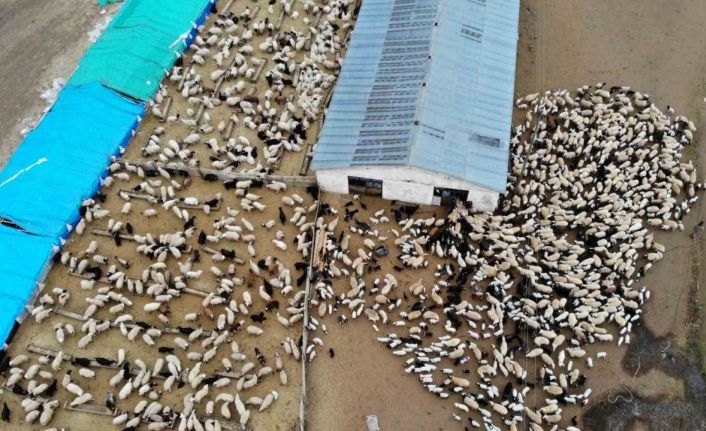 Süt kuzuları günde 2 defa anneleriyle buluşturuluyor