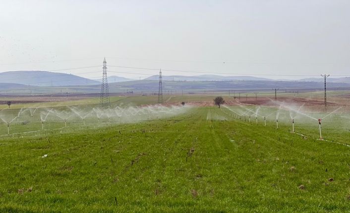 Tarım uzmanı uyardı: "Fazla sulama insan ve hayvan sağlığına zarar verebilir"