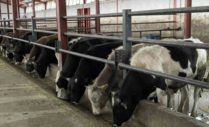 Tedbirler şap hastalığın yayılmasını önlüyor: Çankırı’da aşı çalışmaları büyük ölçüde tamamlandı
