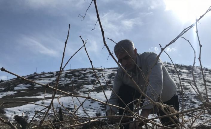 Tescilli Cimin üzümü mesaisi sürüyor