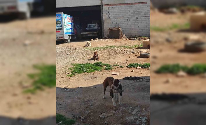Yasaklı ırk köpek besleyen şahsa ceza