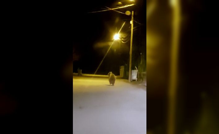 Yozgat’ta ilçe merkezine inen ayı cep telefonu ile görüntülendi