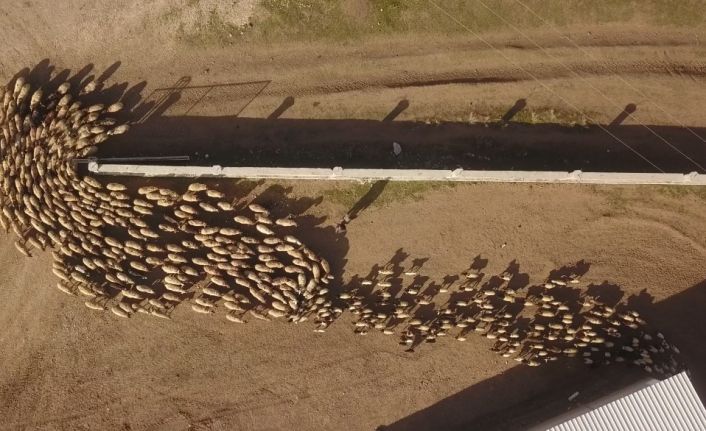 Ahlat’ta koyun ve kuzuların buluşması renkli görüntüler oluşturdu