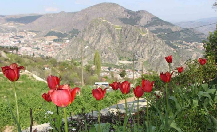 Amasyalılar ‘Yitik lale’yi arıyor, en son 1896 yılında görüldü