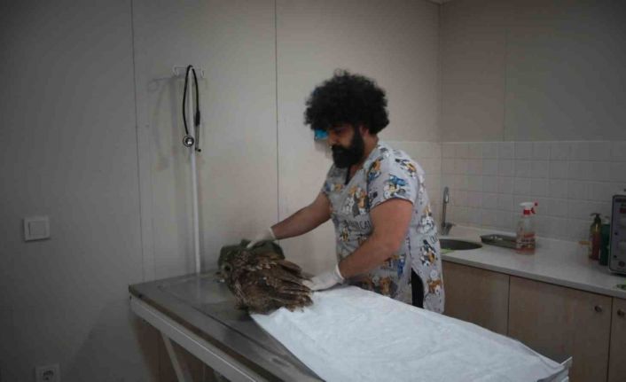 Apartmanın camına çarparak yaralanan baykuşu tedavi ederek bebek gibi elleriyle beslediler