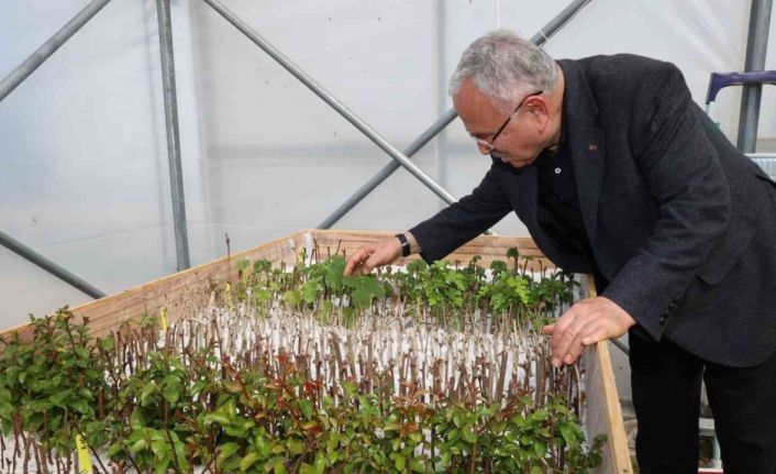 Ata tohumları Ordu’da gün yüzüne çıkıyor