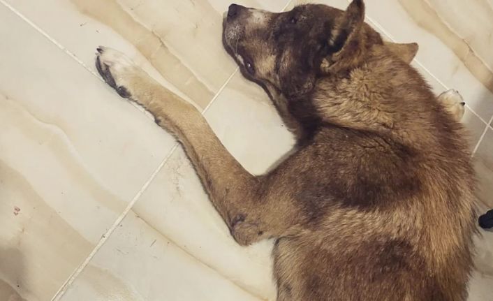 Av tüfeği ile vurulan köpeğin vücudunda 100’den fazla saçma tespit edildi