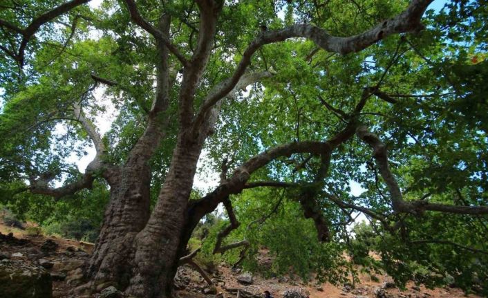 Bayram tatilinin gözdesi Çameli oldu