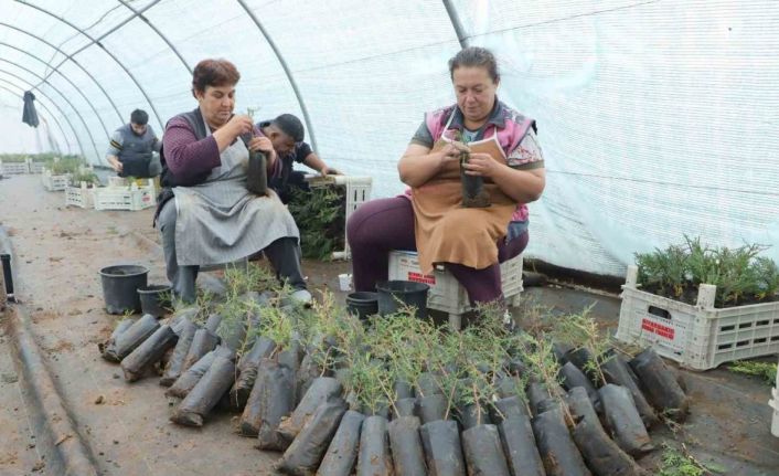Diyarbakır’da belediye personeline fidan aşılama eğitimi