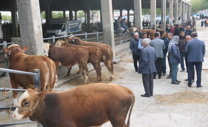 Diyarbakır’da SAT-2 serotipine karşı 100 binin üzerinde hayvan aşılandı