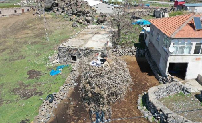 Göçmen Leylekler Hürmetçi Sazlığı’nda